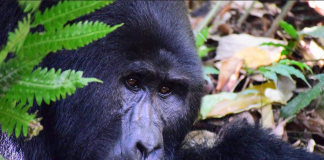 5 Reasons Why You Should Visit Bwindi Forest This Year Mountain Gorillas
