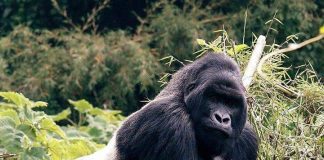 Ultimate Gorilla Tours in Africa