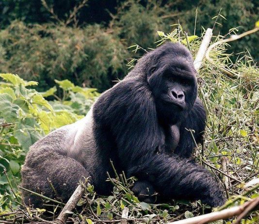 Ultimate Gorilla Tours in Africa