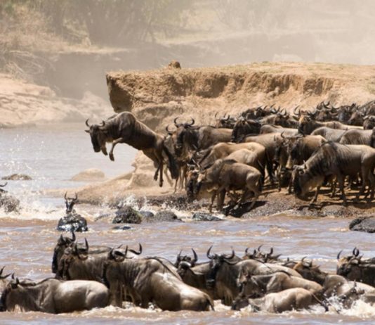 East Africa or Southern: Where to Go on First Safari Experience? East Africa Wildebeest Migration