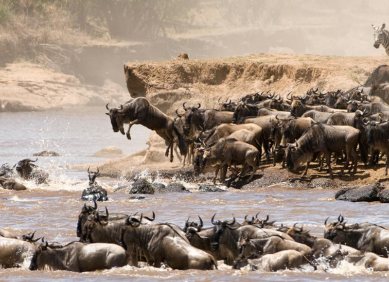 East Africa Wildebeest Migration