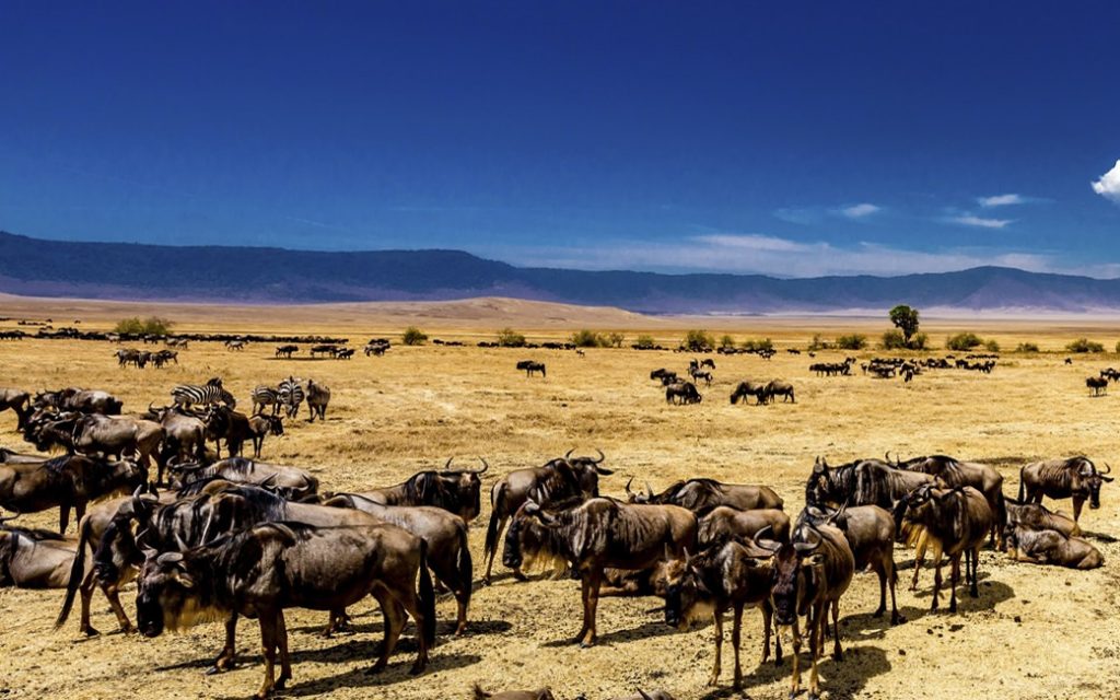Ngorongoro Crater