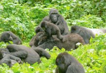 10 Interesting Things to Know About Mountain Gorillas Bwindi Gorillas