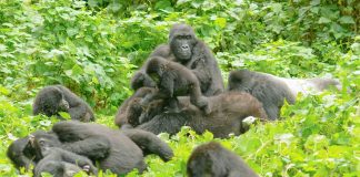 10 Interesting Things to Know About Mountain Gorillas Bwindi Gorillas