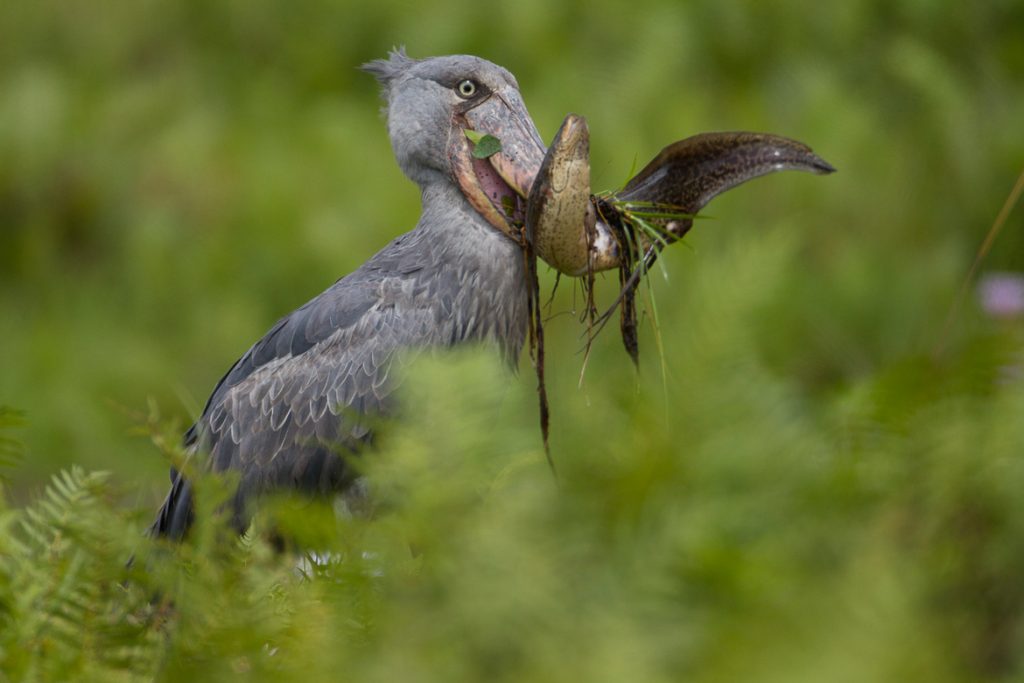 Uganda Shoebill Stork