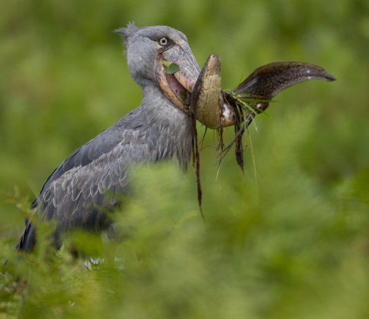 Best Places to Go Birding in Uganda Uganda Shoebill Stork