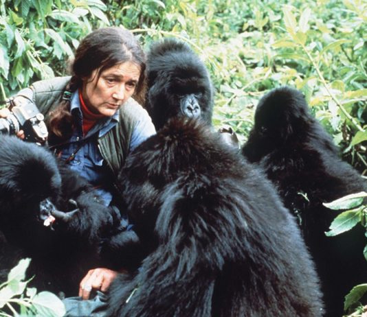All About Dian Fossey the Gorilla Conservationist Dian Fossey