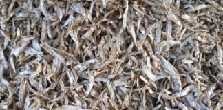 The benefits of this tiny Silver Cyprinid Fish found in Lake Victoria will amaze you Silver Fish (Mukene)