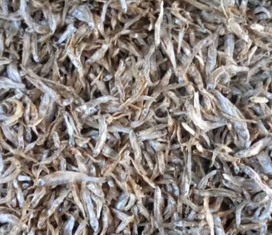 The benefits of this tiny Silver Cyprinid Fish found in Lake Victoria will amaze you Silver Fish (Mukene)