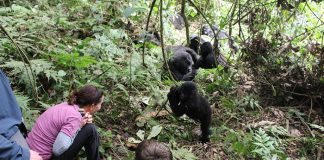 Guide to Gorilla Trekking in Africa Gorilla Trekking Experience