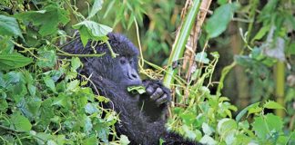 5 Reasons To Trek Gorillas in Rwanda Virtual Gorilla Tours in Rwanda