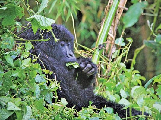 5 Reasons To Trek Gorillas in Rwanda Virtual Gorilla Tours in Rwanda