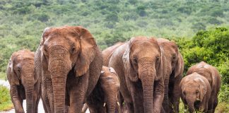 Close Encounters of an Elephant Kind Addo Elephants