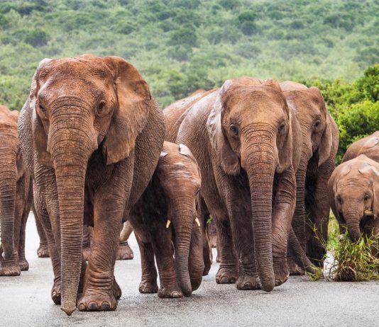 Close Encounters of an Elephant Kind Addo Elephants