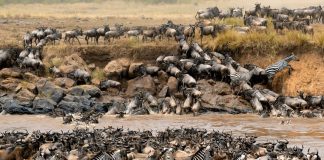 Great Wildebeest Migration & Gorilla in East Africa Wildebeest Migration