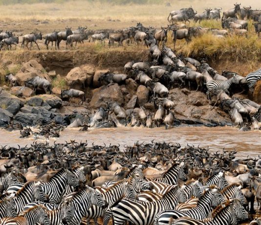 Great Wildebeest Migration & Gorilla in East Africa Wildebeest Migration