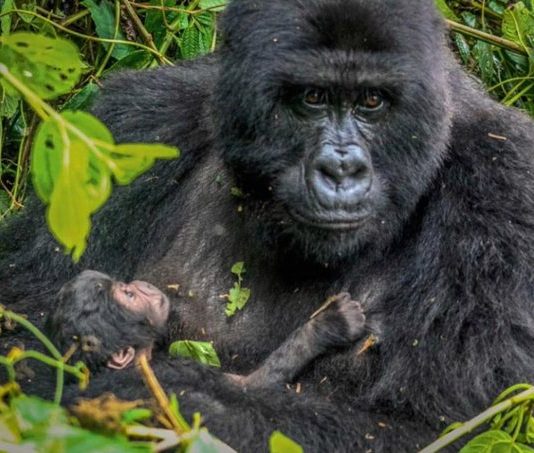 Best Places for Gorilla Trekking in East Africa
