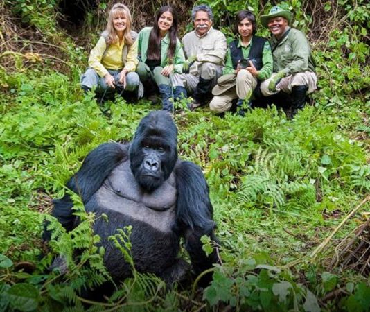 5 Best Places to See Gorillas in Africa Gorilla Trekking