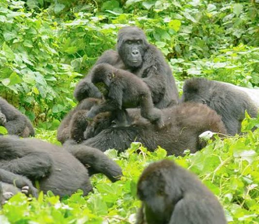 Why Go for Gorilla Trekking in Uganda Bwindi Gorillas