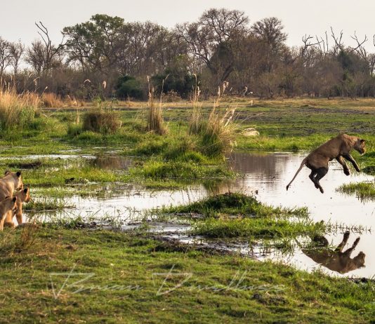 How to Photograph Wildlife Ethically?