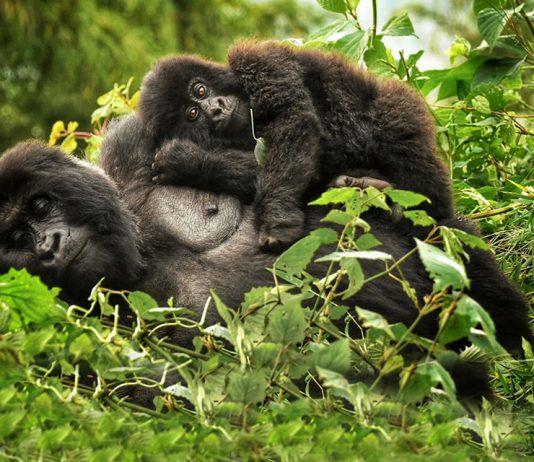 Gorilla Trekking in Uganda, Rwanda & DR Congo Rwanda Gorilla