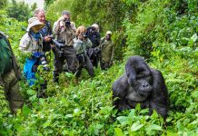 Guidelines for Gorilla Trekking in Africa Rwanda Gorilla Trekking
