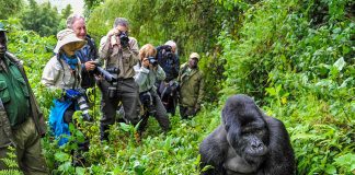 Guidelines for Gorilla Trekking in Africa Rwanda Gorilla Trekking