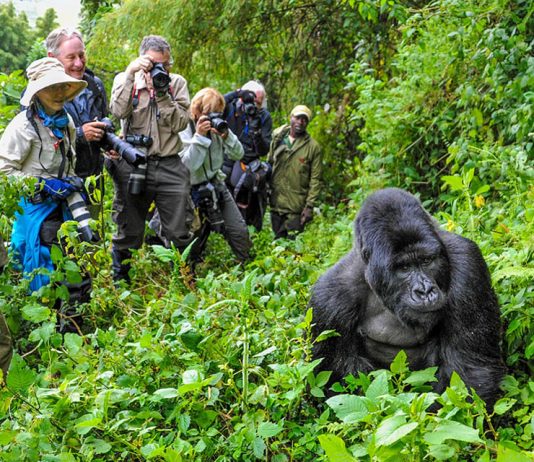 Guidelines for Gorilla Trekking in Africa Rwanda Gorilla Trekking
