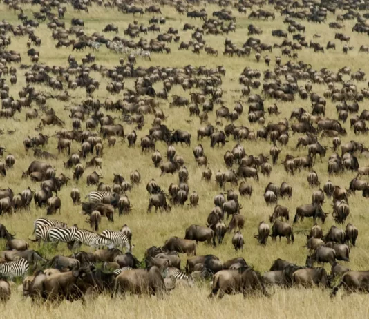 10 Essential Africa Travel Tips