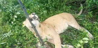 Electric Fence Electrocutes Three lions near Uganda’s Queen Elizabeth Park Lion Electrocuted Uganda