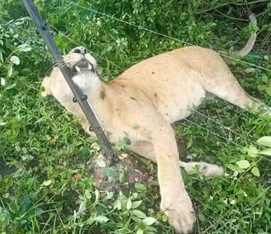 Electric Fence Electrocutes Three lions near Uganda’s Queen Elizabeth Park Lion Electrocuted Uganda