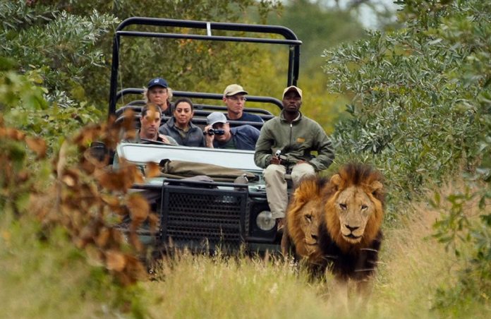 south-africa-safari South Africa Safari