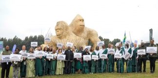 20 baby Gorillas Named at Rwanda’s Annual Kwita Izina Kwita Izina