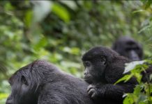 Why Gorilla Trekking A Must Do in East Africa