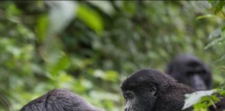 Why Gorilla Trekking A Must Do in East Africa