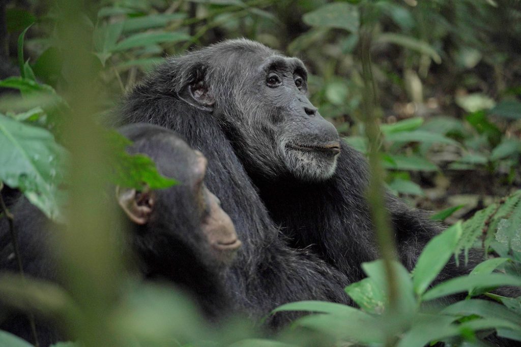 Ngogo Chimpanzees