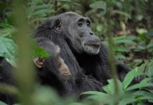 Chimp Empire: Ugandan Chimpanzees Feature on Netflix Ngogo Chimpanzees