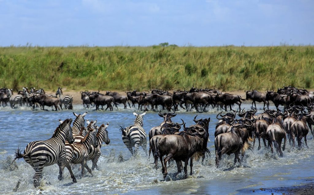 East Africa Wildebeest Migration