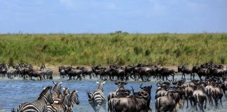 Experience the Best of East Africa: From Gorillas to Wildebeests East Africa Wildebeest Migration