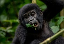 Reasons Why You Should Trek Mountain Gorillas in Africa