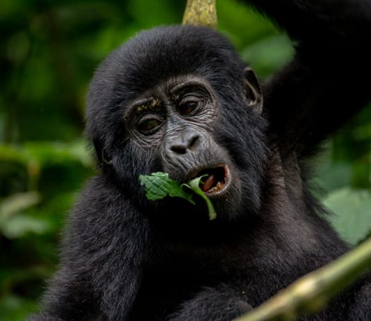 Reasons Why You Should Trek Mountain Gorillas in Africa