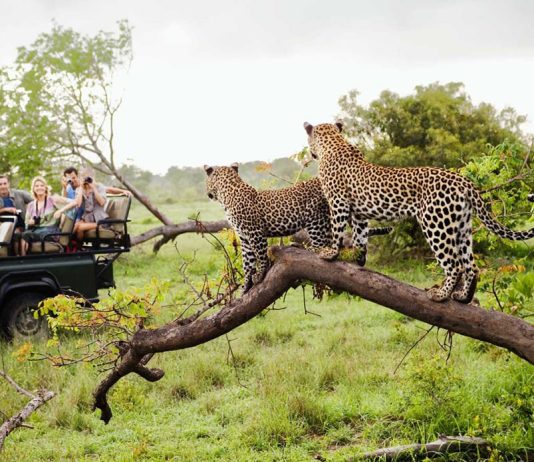 Kruger National Park: A Pristine Wilderness Kruger National Park