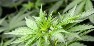 JAY-Z Barclays Center Documentary (24-Minute Video)