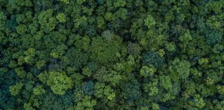 Liberia Contemplates Controversial Carbon Offset Deal: Potential Loss of Land and Rights Sparks Local and International Concerns