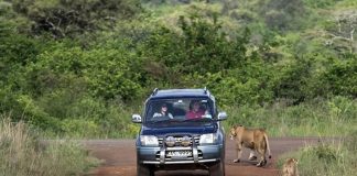 Car Rental and Border Crossing in East Africa Self Drive in Kenya