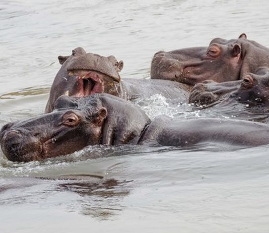 Balule’s Magnificent Waterway: The Olifants River Balule Water Getway
