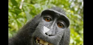 When a Monkey Takes a Selfie! Monkey Selfie