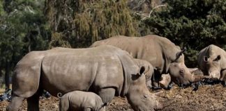 Tanzania Receives 18 White Rhinos from South Africa African White Rhinos