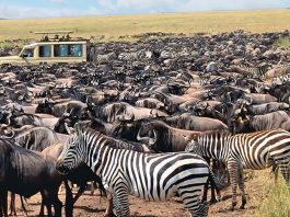 Combining Kilimanjaro with a Tanzania Safari Safari in Tanzania